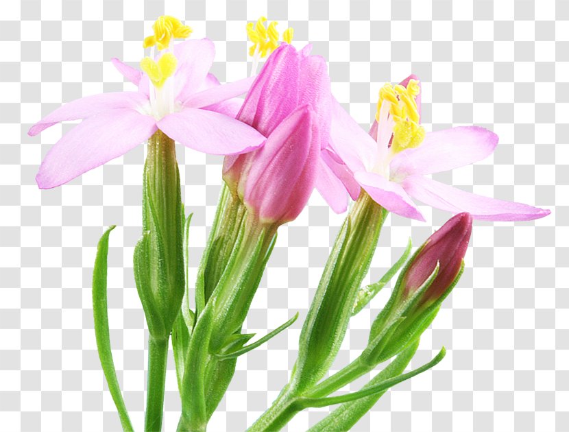 Common Centaury Bach Flower Remedies Herb Medicinal Plants Transparent PNG