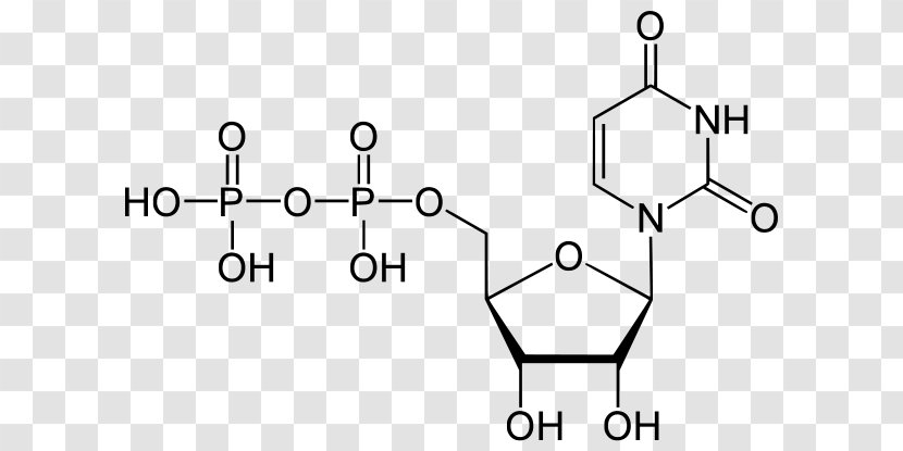 Uridine Diphosphate Monophosphate Triphosphate Adenosine - Tree - Botulinum Toxin Transparent PNG