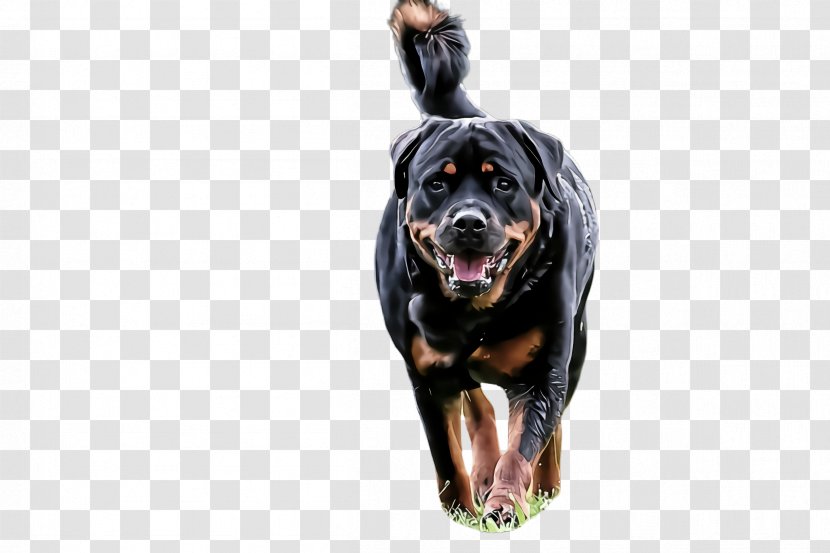 Dog Rottweiler Working Sporting Group Giant Breed Transparent PNG