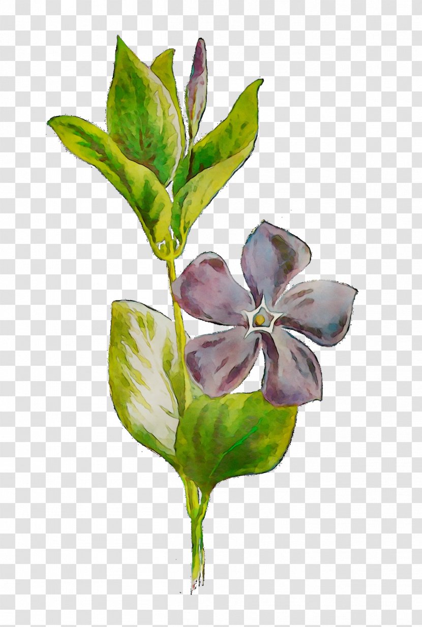 Flowering Plant Stem Leaf Plants - Petal Transparent PNG