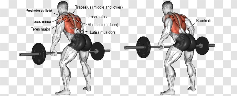 Bent-over Row Exercise Barbell Latissimus Dorsi Muscle - Bentover - Dumbbell Transparent PNG