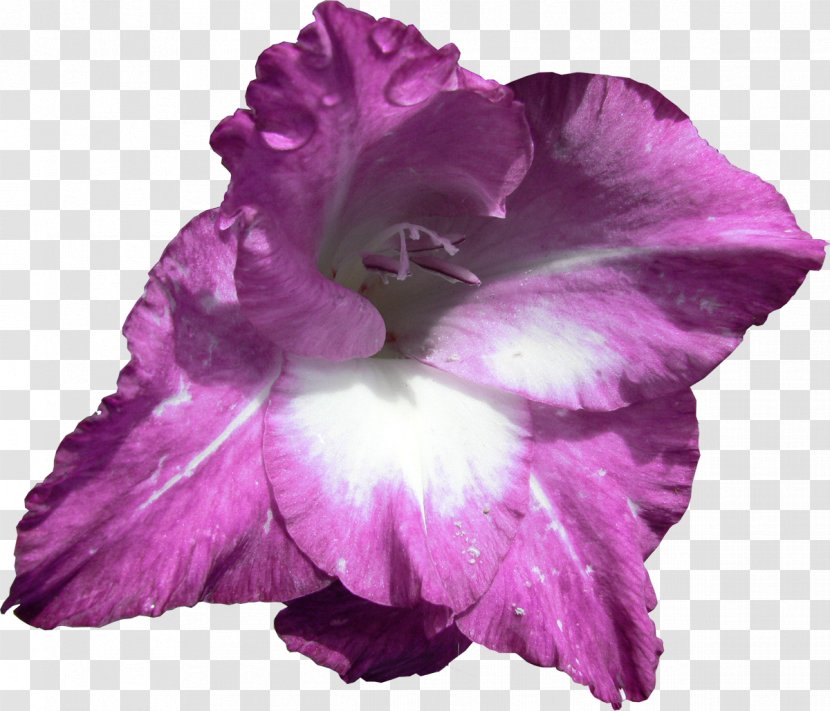 Flower Gladiolus Clip Art - Iris Family Transparent PNG
