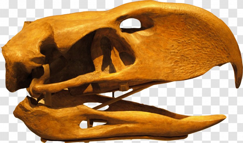 Flightless Bird Phorusrhacos Skull Prehistory - Homo Sapiens - Snail Transparent PNG