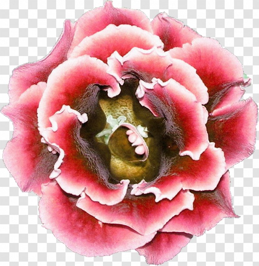 Flower Centifolia Roses Photography Clip Art - Flowering Plant - Violet Hue Transparent PNG