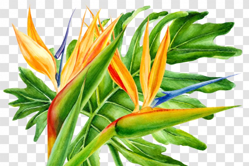 Bird Of Paradise - Flower - Heliconia Houseplant Transparent PNG