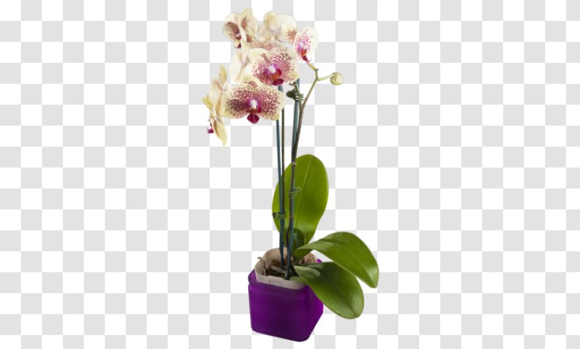 Moth Orchids Yellow Cut Flowers Purple - Seed Plant Transparent PNG
