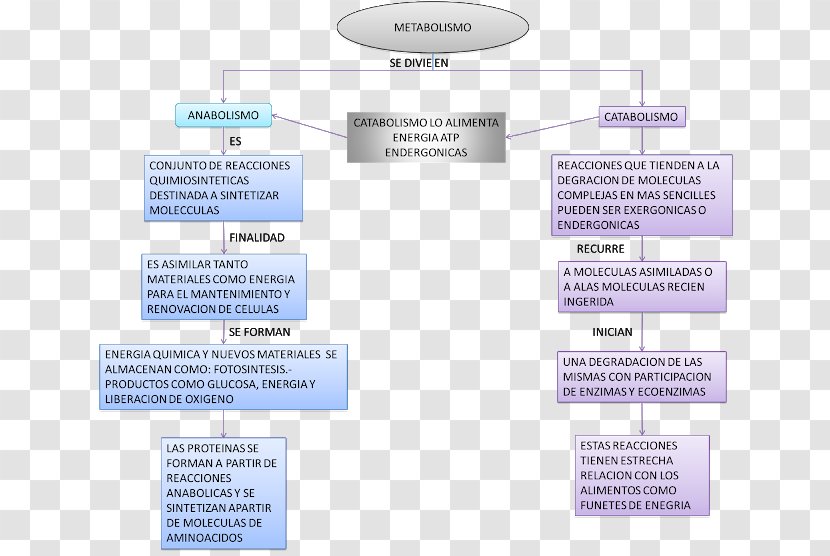 Metabolism Mind Map Metabolic Pathway Concept - Media Transparent PNG