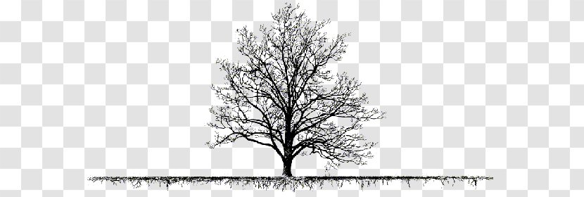 Drawing Trees Clip Art - Branch - Tree Transparent PNG