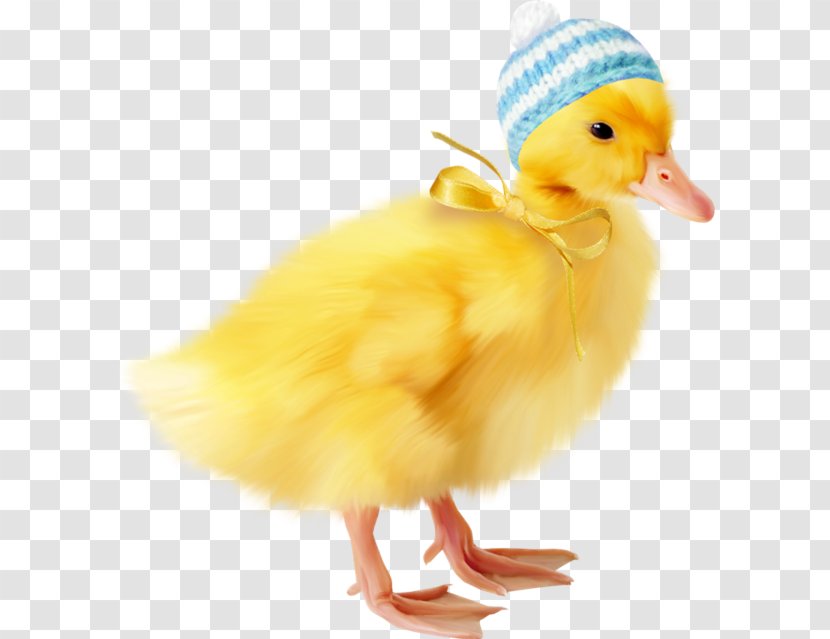 Duck Chicken Easter Bird Clip Art - Beak - SCUBA DIVING Transparent PNG