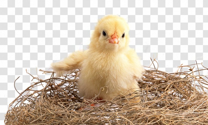 Chicken Kifaranga High-definition Television Poultry Wallpaper - Highdefinition - Haystack Chick Transparent PNG