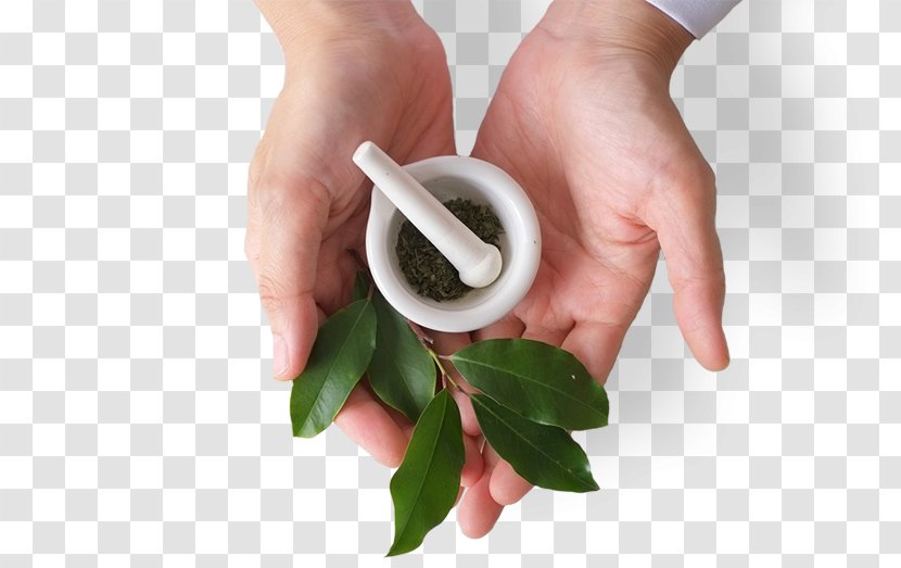Naturopathy Phytotherapy Stock Photography Royalty-free - Alternative Health Transparent PNG