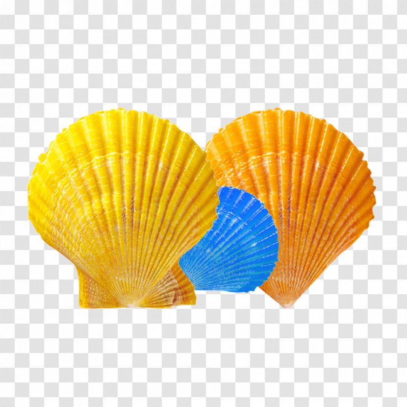 Seashell - Decorative Fan - Seaside Shell Material Transparent PNG