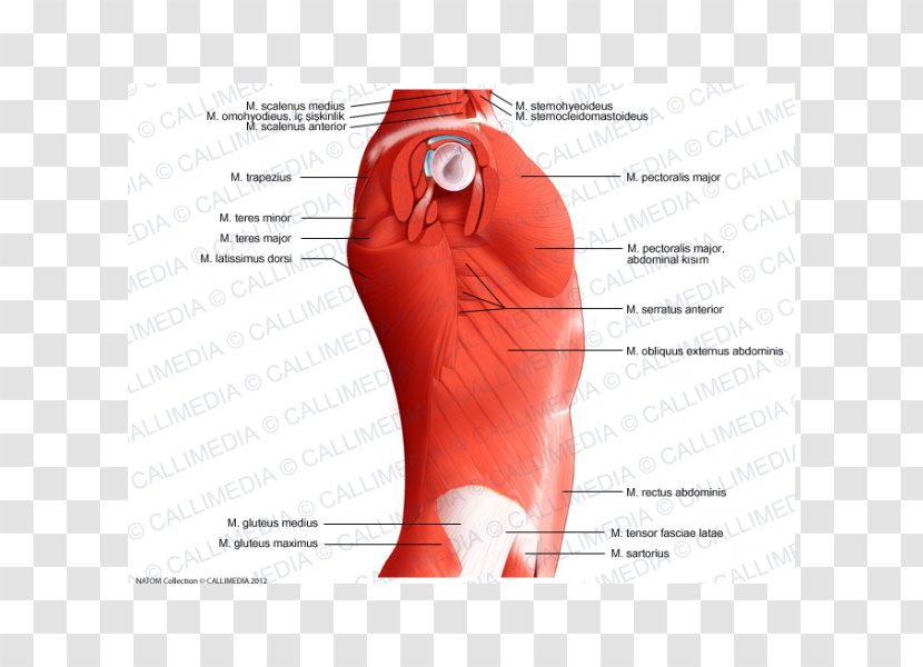 Temporoparietalis Muscle Abdomen Hip Rectus Abdominis - Heart - Flower Transparent PNG