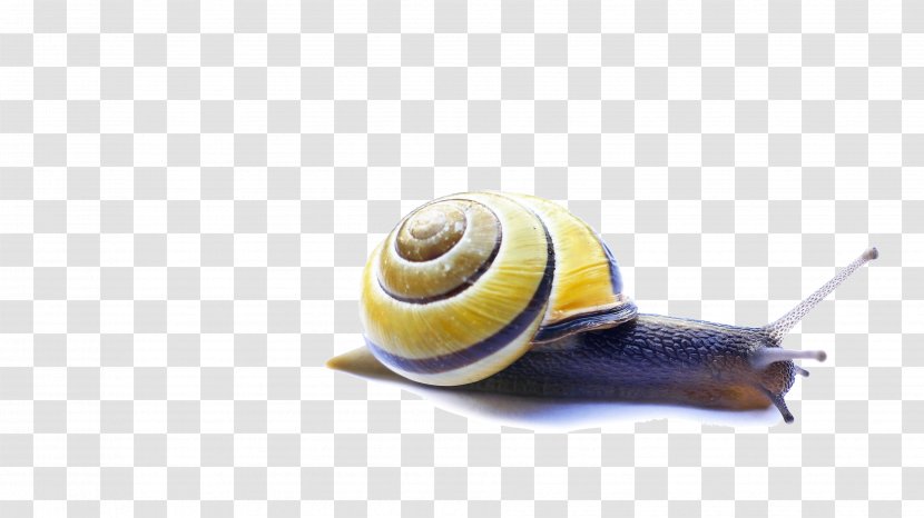 Snail Video Servers Carlo Tuzza Computer Transparent PNG