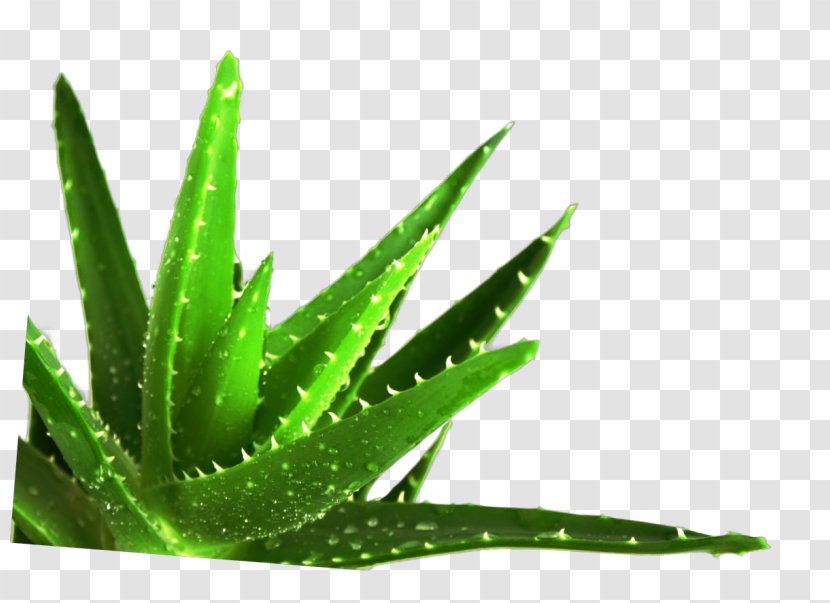 Aloe Vera Succulent Plant Medicine Medicinal Plants Transparent PNG