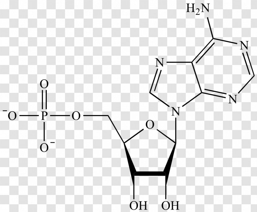 Adenosine Monophosphate Nucleotide Acid DNA Chemistry - Frame - Watercolor Transparent PNG