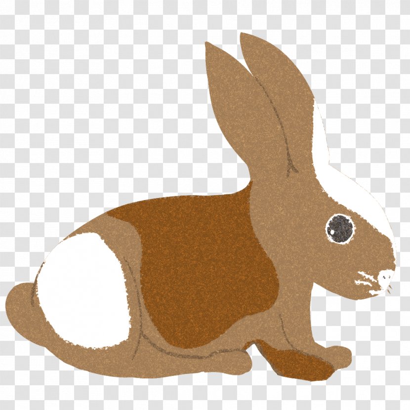 Domestic Rabbit Hare Photography - Mammal Transparent PNG