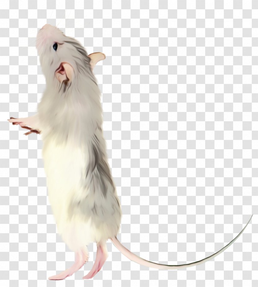 Hamster Background - White - Beige Tail Transparent PNG
