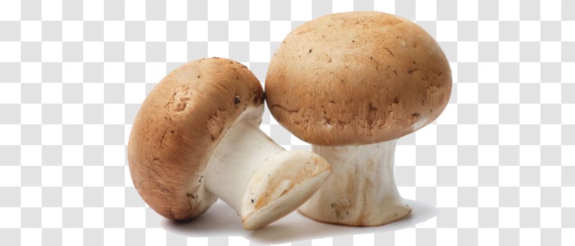 Common Mushroom Edible Fungiculture Oyster Transparent PNG