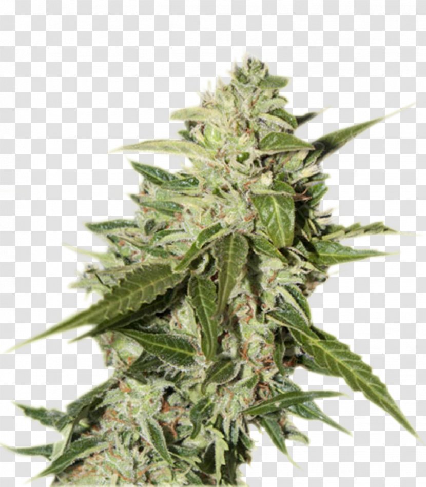 Cannabis Ruderalis Seed Bank Kush - White Widow Transparent PNG
