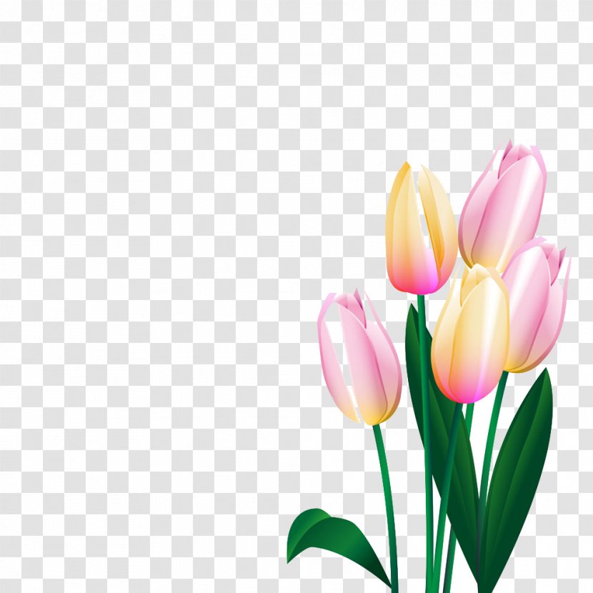 Tulip Flower - Plant Stem - Tulips In The World. Transparent PNG