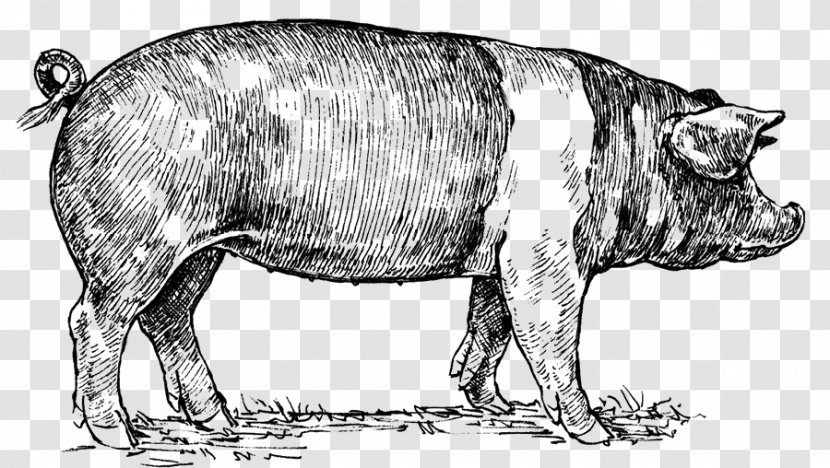 Berkshire Pig Hampshire Drawing - Farm - Snout Transparent PNG