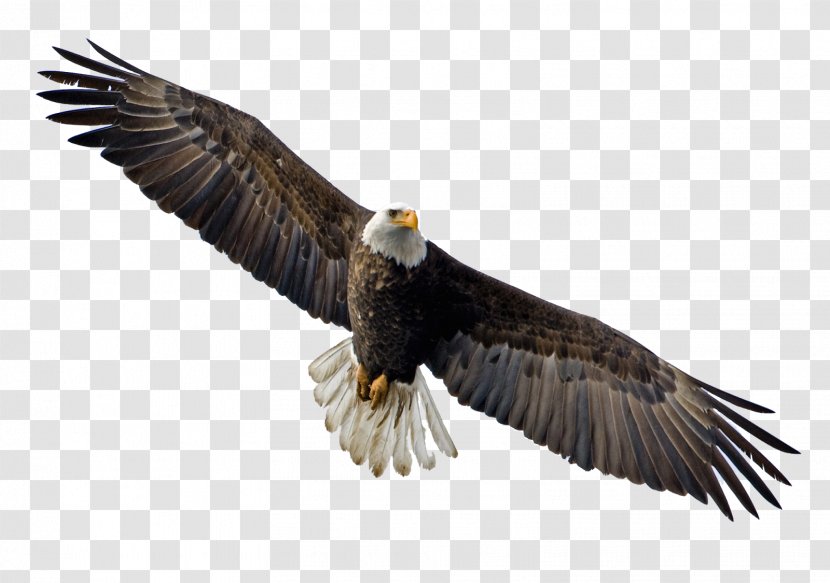 Bald Eagle Clip Art - Bird Of Prey - Flying Image Transparent PNG