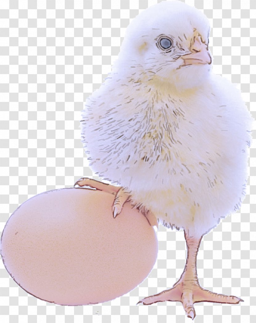 Egg - Poultry - Feather Transparent PNG