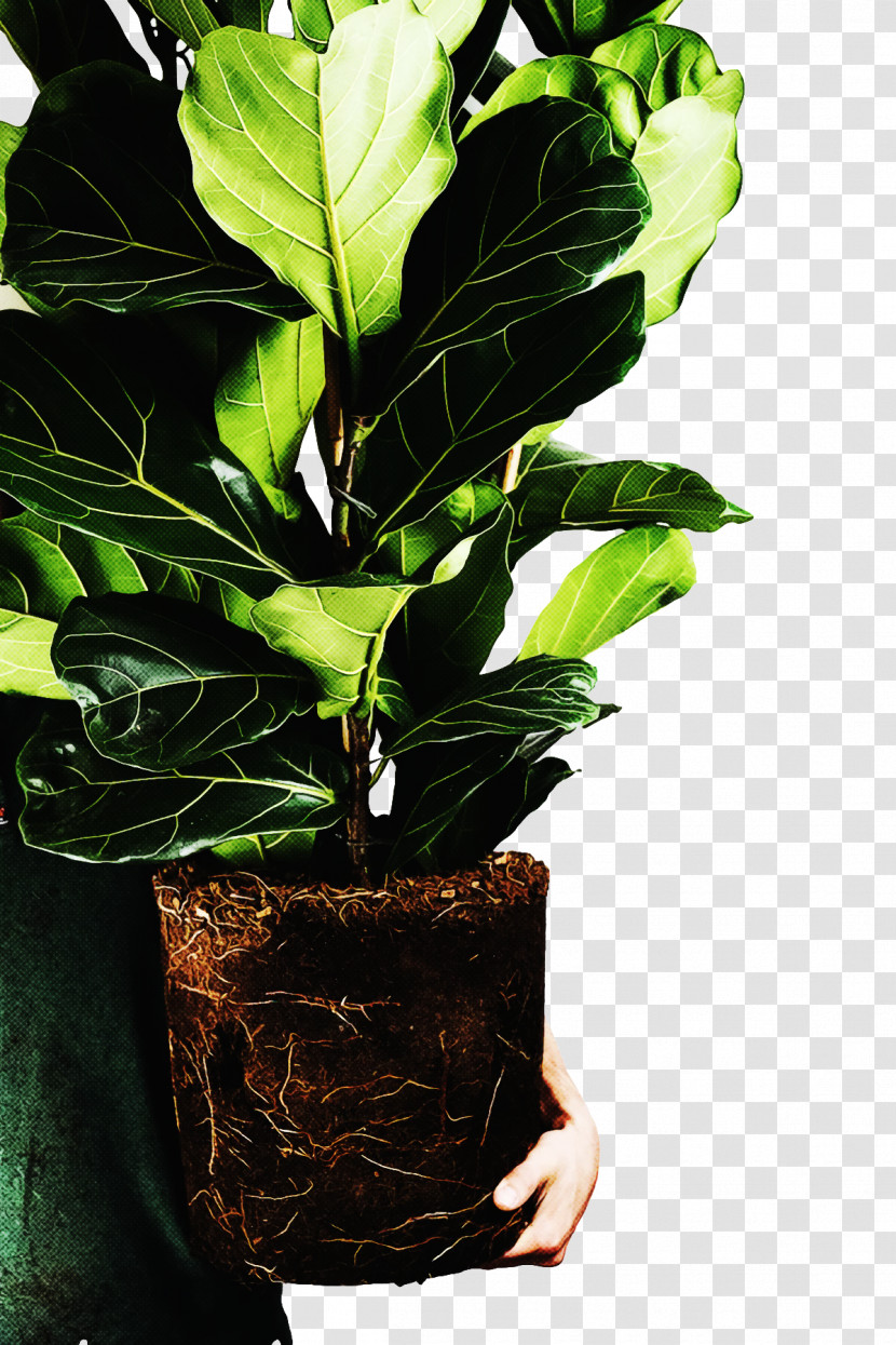 Leaf Plant Stem Houseplant Hay Flowerpot With Saucer Flowerpot Transparent PNG