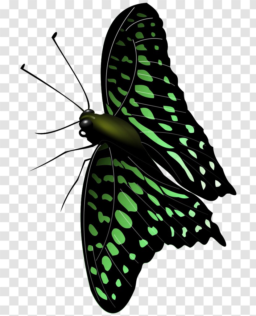 Monarch Butterfly Moth Brush-footed Butterflies Clip Art - Invertebrate Transparent PNG