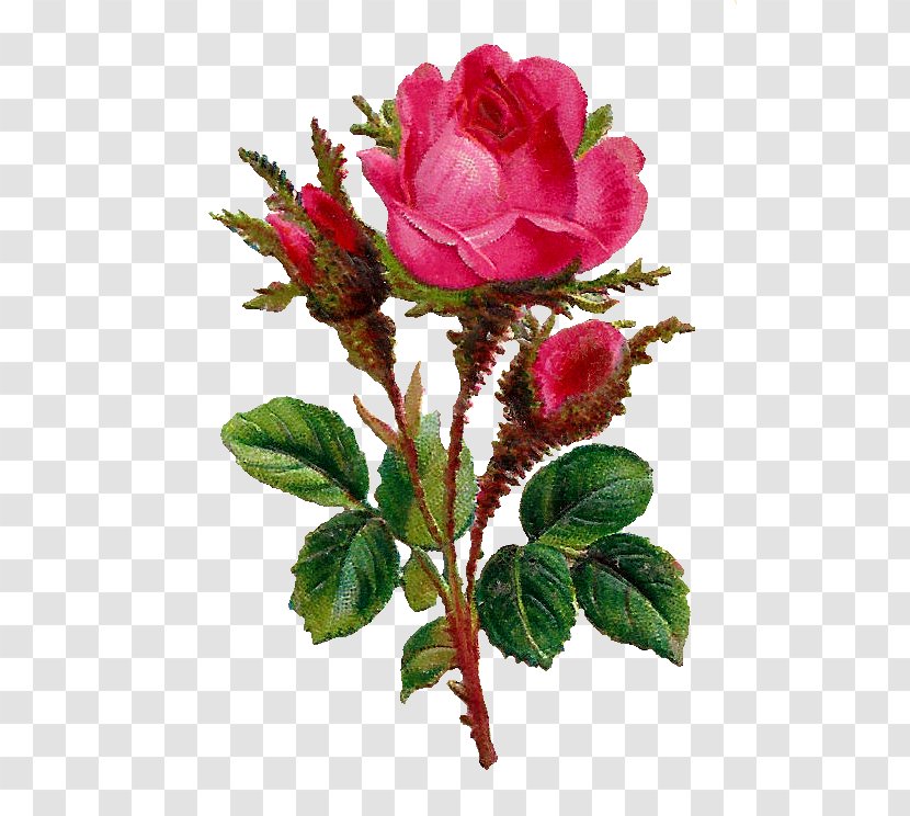 Rose Flower Clip Art - Order - Botanical Transparent PNG