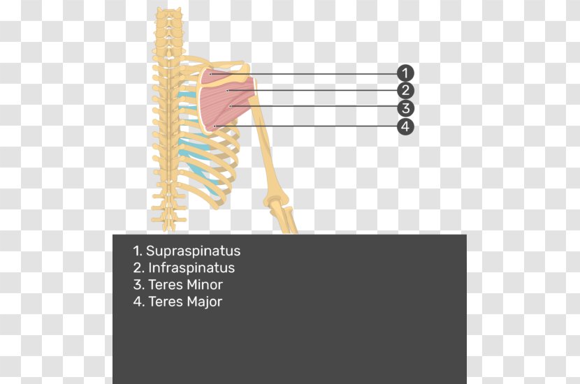 Supraspinatus Muscle Infraspinatus Teres Minor Major - Splenius Capitis - Arm Transparent PNG