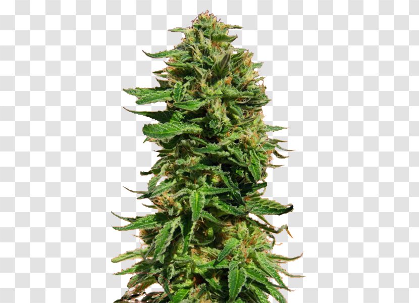 Skunk Cannabis Sensi Seeds Marijuana - Hemp Family Transparent PNG