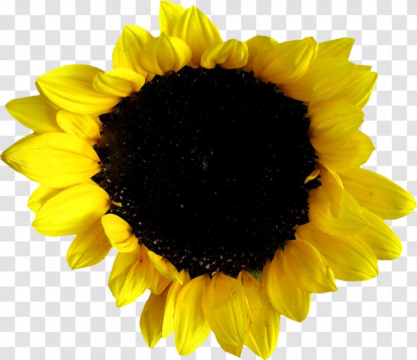 Common Sunflower Seed Photography Transparent PNG