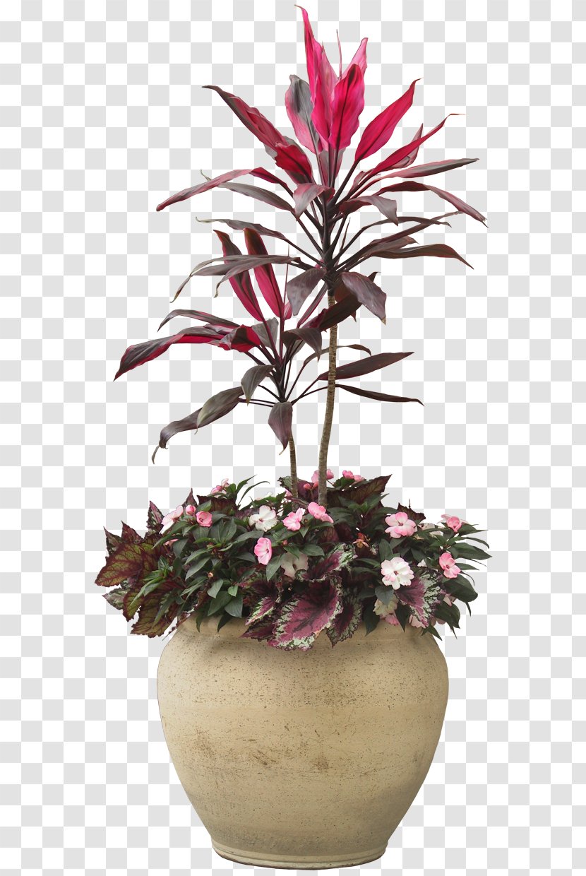 Houseplant Tree - Vine - Plants Transparent PNG