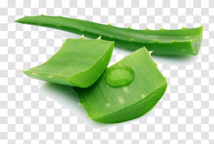 Drug Hemorrhoid Hair Itch Disease - Aloe Pic Transparent PNG