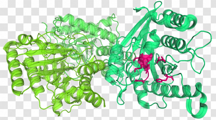 Plastome Chloroplast DNA Plant TIC/TOC Complex - Leaf - Pea Transparent PNG