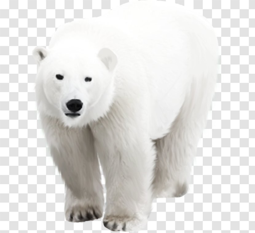 Polar Bear Arctic Transparent PNG