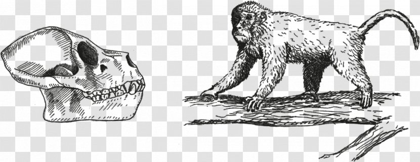 Ape Primate Monkey Gorilla Homo Sapiens - Watercolor Transparent PNG