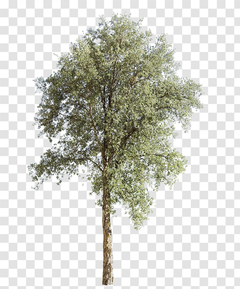 Quercus Suber Tree Landscape Architecture Bark - Birch Family Transparent PNG