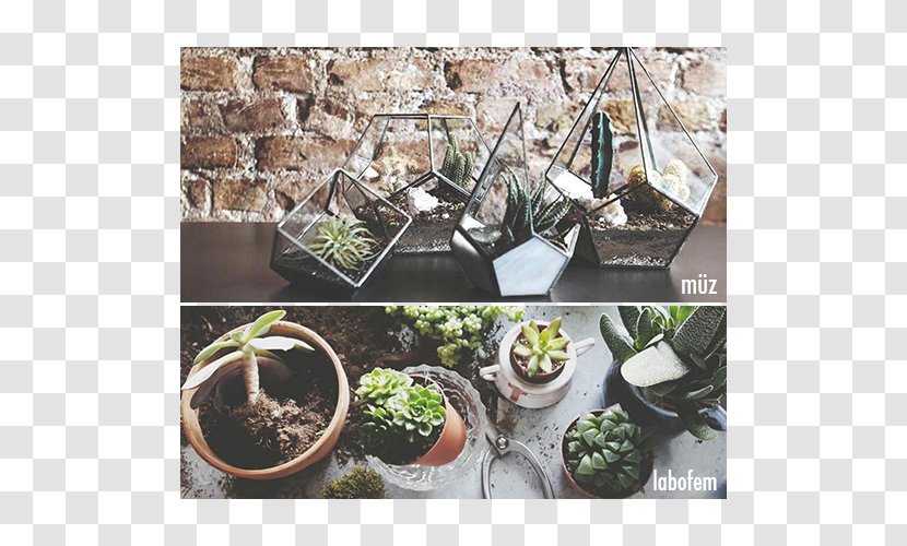 Cactaceae Plant Terrarium Flowerpot Muse Coffee & Botanical - Culture - Fanus Transparent PNG