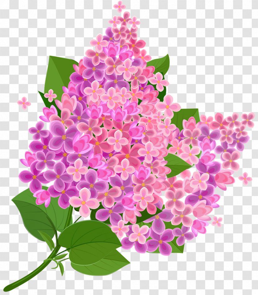Common Lilac Stock Photography Royalty-free Clip Art Transparent PNG