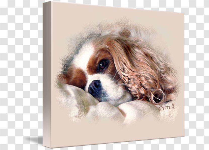 Cavalier King Charles Spaniel Puppy English Cocker Dog Breed Transparent PNG