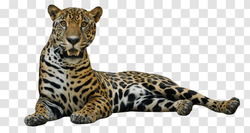 Jaguar Cars Leopard Clip Art - Felidae Transparent PNG