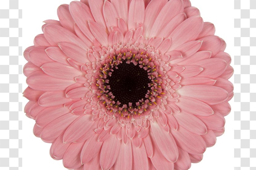 Transvaal Daisy Cut Flowers Wholesale Floristry - Petal - Navy Gerbera Transparent PNG