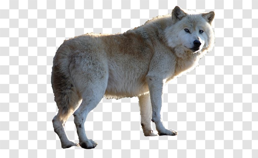 Greenland Dog Animal Clip Art - Canis Lupus Tundrarum - Imported Transparent PNG