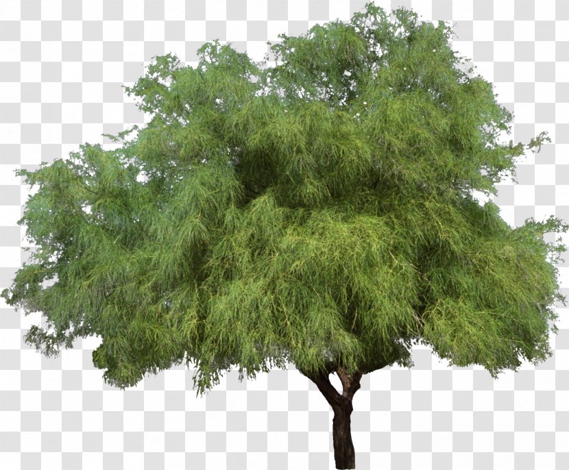 Tree Weeping Willow Shrub Woody Plant - Shade - Bushes Transparent PNG