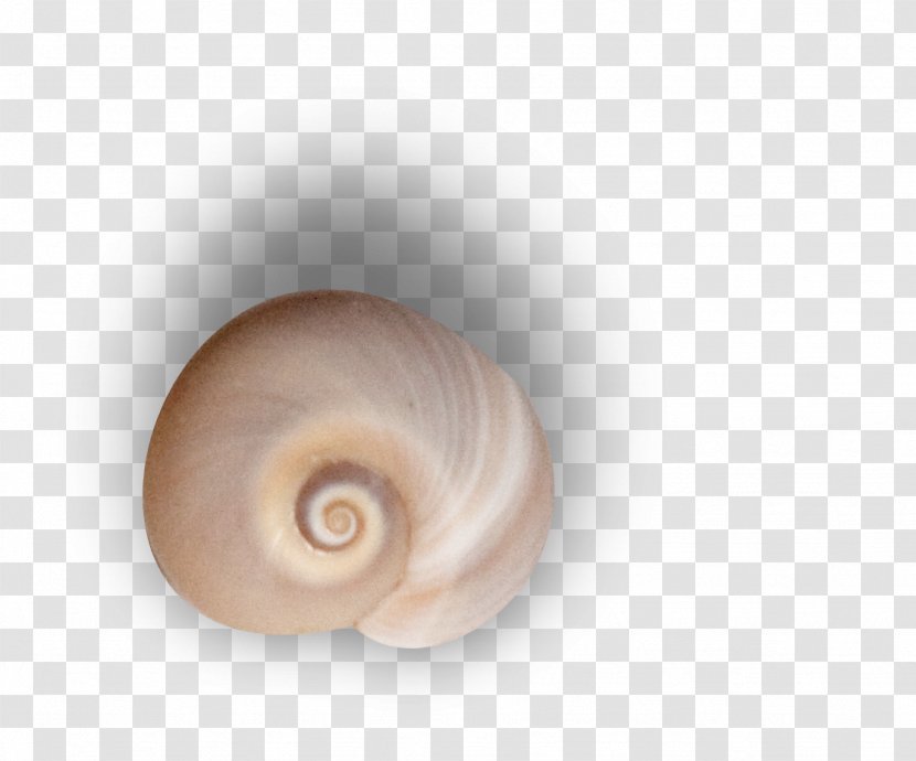 Sea Snail Conchology Nautilida - Shell Transparent PNG