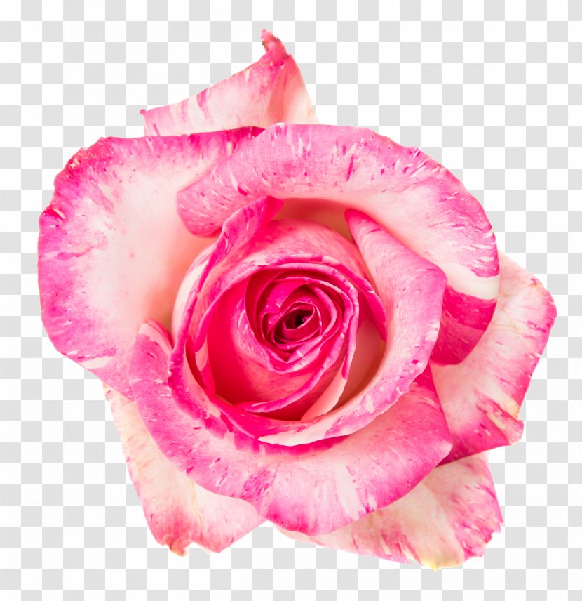 Garden Roses Cabbage Rose Floribunda Flower Bouquet Cut Flowers - White - Pink Transparent PNG