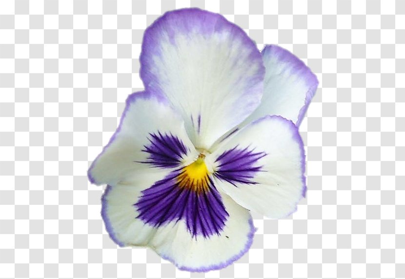 Pansy Violet Flower Petal - Viola Bubble Transparent PNG